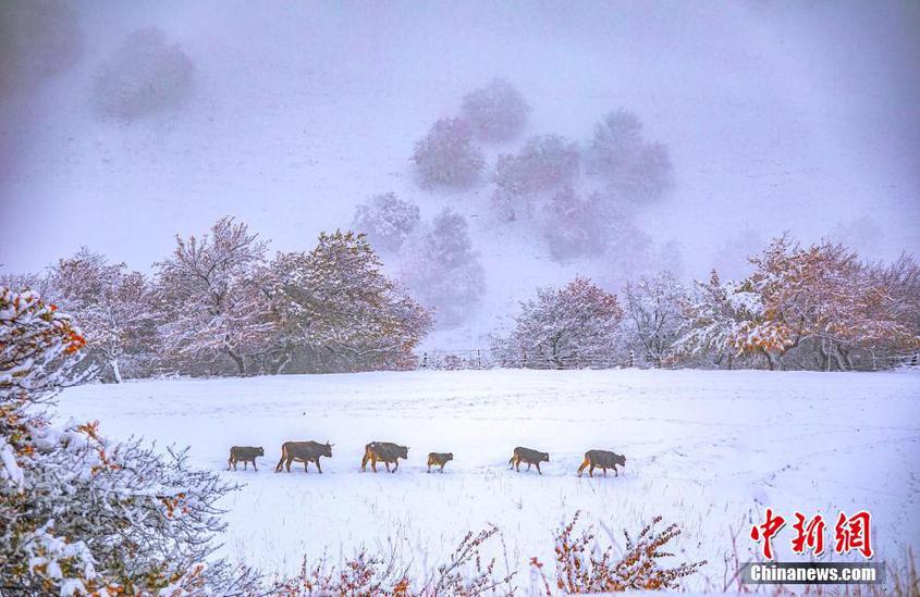 皚皚白雪，歸途的牛群。入冬后，當地特色美食冰碴駒驪羊也將上市。 楊曉千 攝
