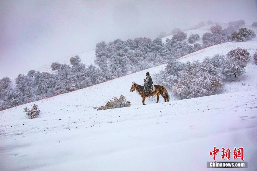 新疆新源縣那拉提杏花谷迎來入冬后第一場雪