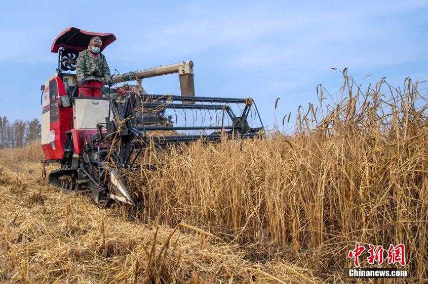 據了解，新疆克拉瑪依收割的旱稻在晾曬后進行加工，群眾很快能吃上地產新米。 閔勇 攝