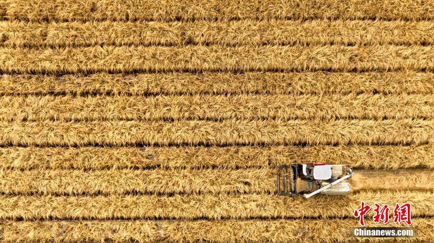 進入11月，新疆克拉瑪依市農業綜合開發區，克拉瑪依綠成公司旱稻種植基地，收割機在稻田搶收作業。截至目前，克拉瑪依市2300余畝旱稻全部收割完畢。2022年，克拉瑪依的旱稻全部引自東北香米品種，全程采用有機標準進行種植、機械化生產，保證了質量，畝產可達500公斤。據了解，新疆克拉瑪依市收割的旱稻在晾曬后進行加工，市民年底能吃上地產新米。閔勇 攝