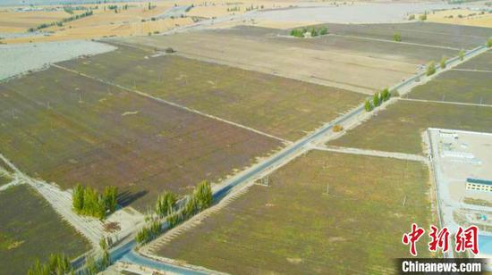 眼下，新疆巴州和硕县的万亩黄芩喜获丰收。　龚其克加甫 摄