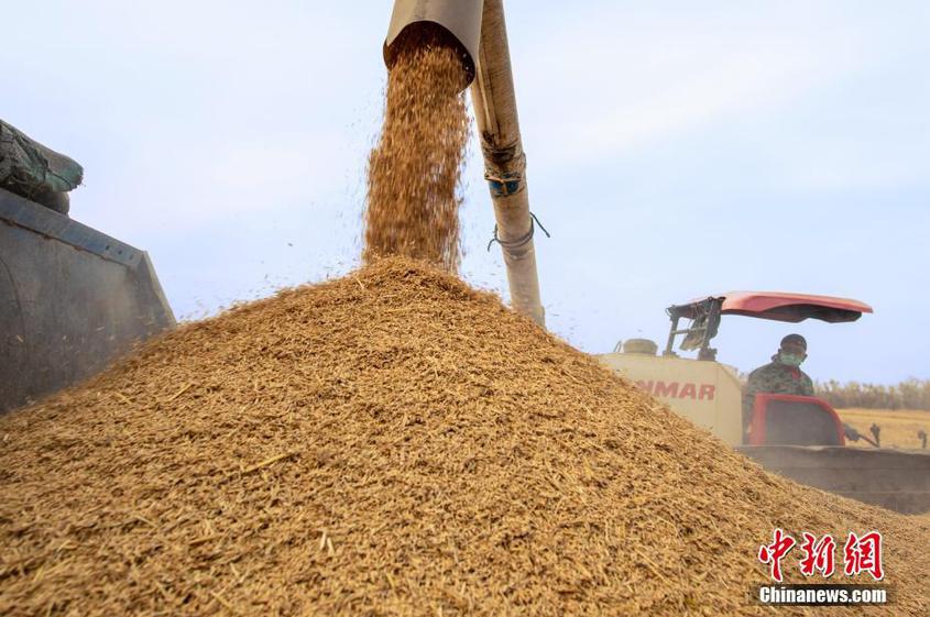 克拉玛依市农业综合开发区，克拉玛依绿成公司旱稻种植基地，收割机正在稻田抢收作业。 闵勇 摄