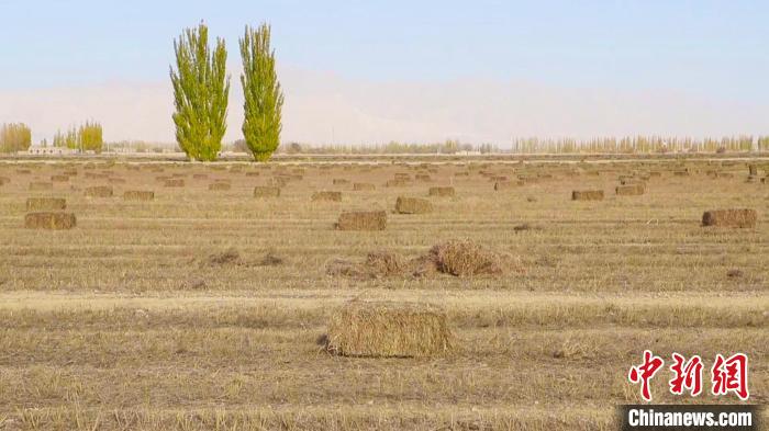 “昔日戈壁荒滩 今朝万亩药田” 新疆和硕万亩黄芩获丰收
