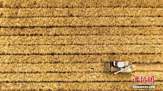 新疆克拉玛依逾2300亩旱稻丰收