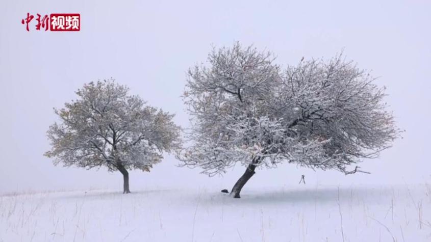 新疆那拉提杏花谷迎来入冬后第一场雪