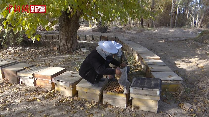 新疆巴楚县：小蜜蜂大产业?托起农牧民致富梦