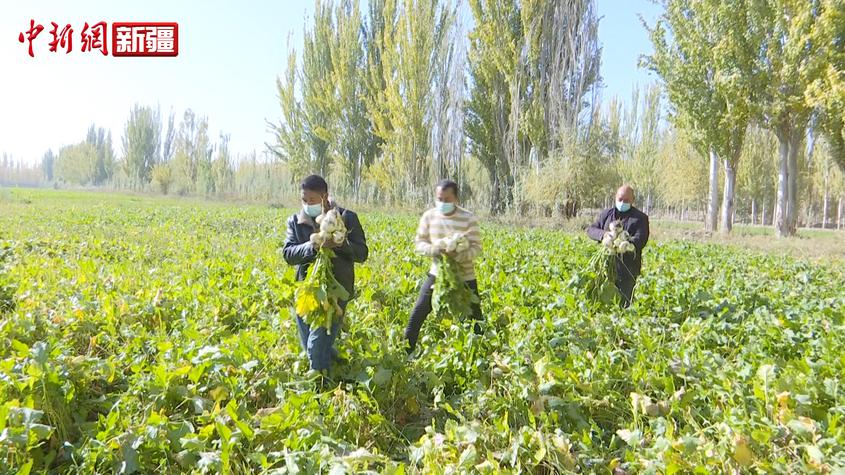 新疆巴楚縣：發展特色種植 農業增效 農民增收