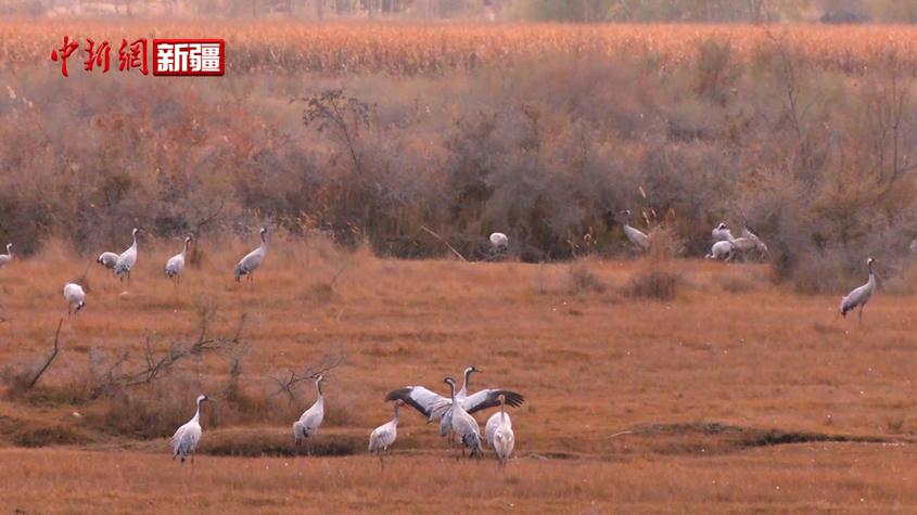 新疆拜城縣：生態持續向好 千余只候鳥來“歇腳”