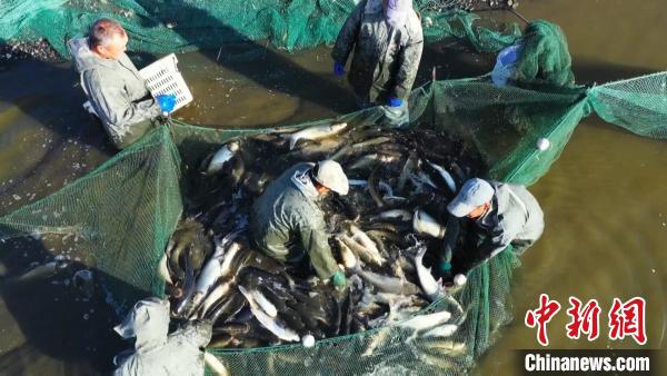 新疆優化“魚水情”：生態養殖助力“吃好魚”