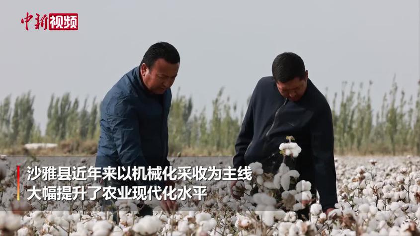 新疆沙雅：190余萬畝棉花全程機械化