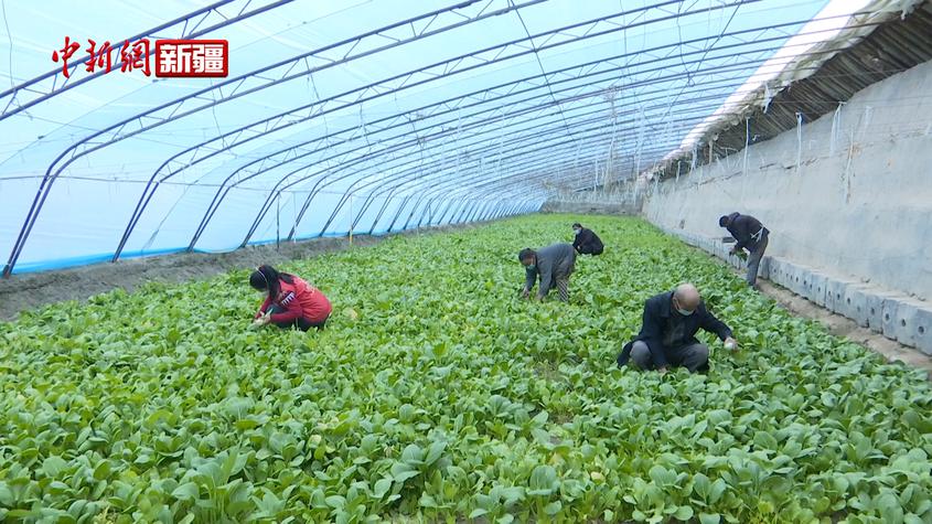新疆巴楚县：大棚蔬菜抢“鲜”上市 致富路上忙增收