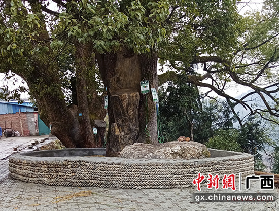 柳州市三江县独峒高定村对古树名木开展“破硬化”整治养护 广西住建厅供图