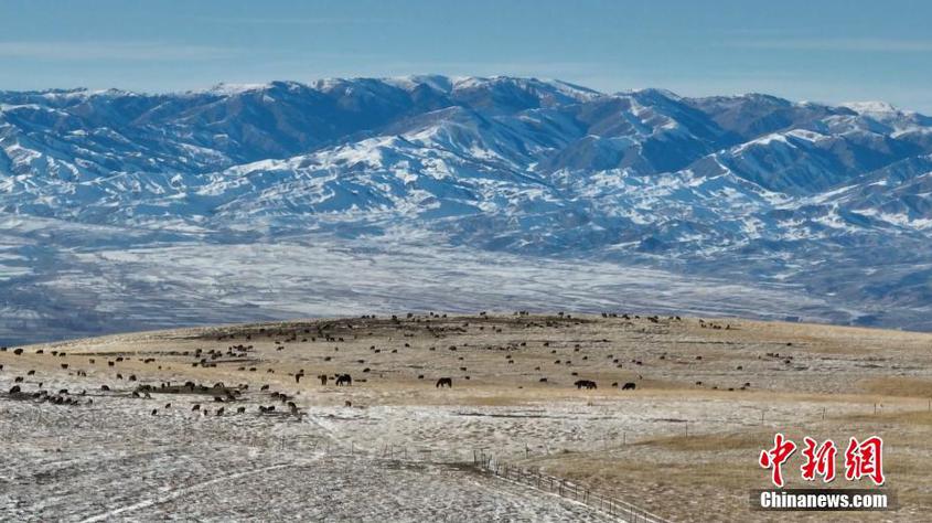 雪山下，成群的牛羊马静静地在荒原中觅食。 叶力达那·巴合达提 摄