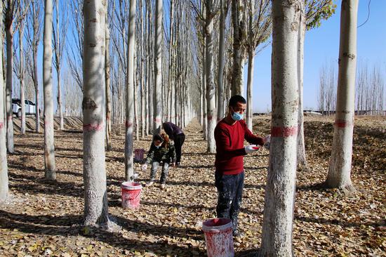 几名职工在新疆生产建设兵团第二师二十二团一条道路林里对树木进行冬季防护作业。