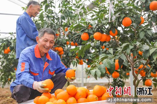 农户正在采摘“红美人”柑橘 练市镇 供图