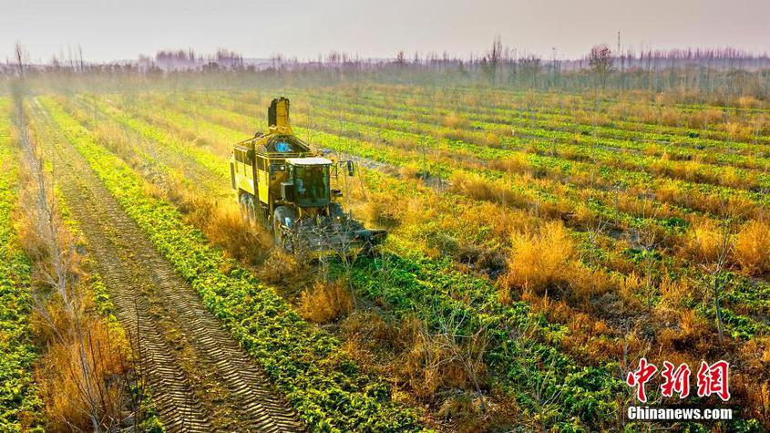 2022年，新疆克拉玛依种植面积和总产量均创近年来历史新高。 闵勇 摄