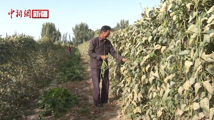 新疆阿拉尔塔南镇优化用地 “一年两种”轮播喜丰收