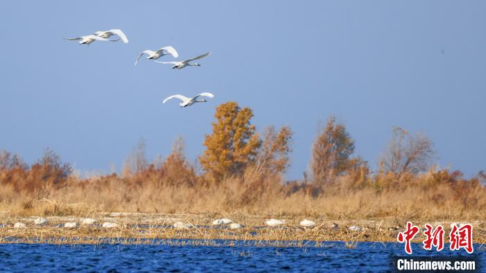 新疆博斯騰湖天鵝起舞