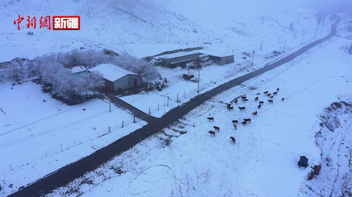 新疆玛纳斯县降温降雪 牲畜回暖圈