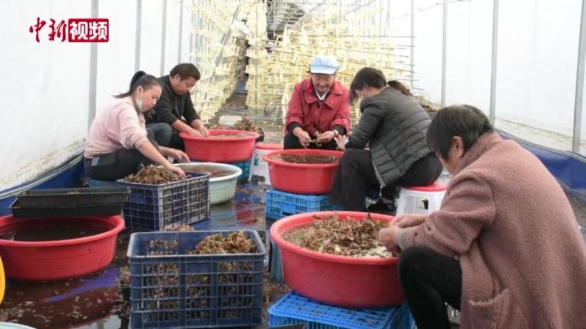 “藥王”金線蓮在新疆溫宿迎采收