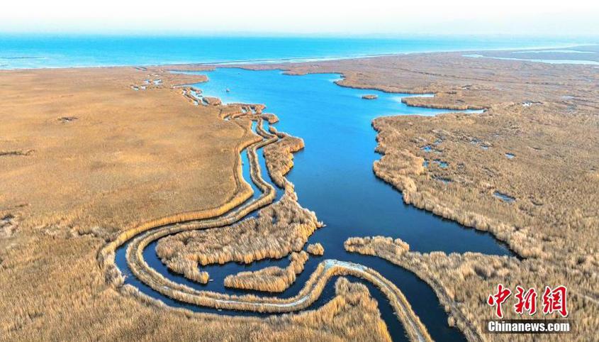 航拍新疆博斯腾湖湿地 金色芦苇长满水面