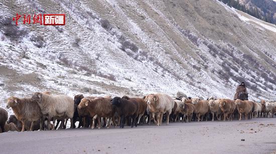新疆昭苏县：牲畜开启冬季牧场转场