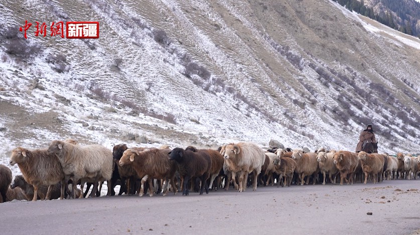 新疆昭蘇縣：牲畜開啟冬季牧場轉場