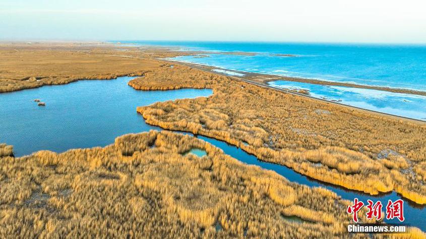 航拍新疆博湖县博斯腾湖芦苇湿地，从空中俯瞰，金色的芦苇荡、蓝色的湖水浑然天成，令人陶醉。 年磊 摄