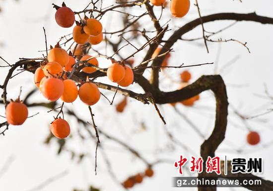 贵州贵阳初冬柿子红