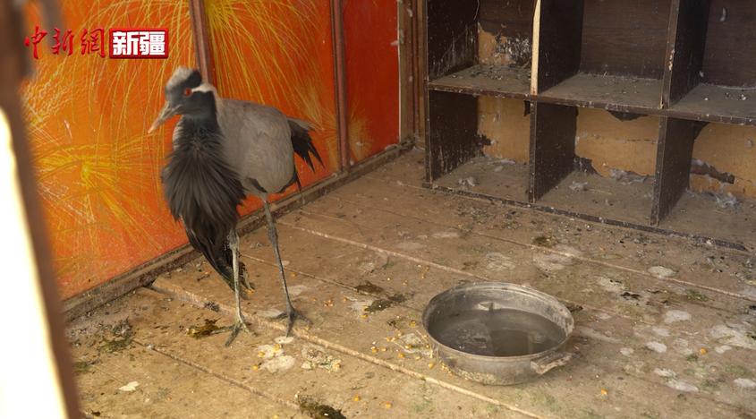 新疆吉木乃縣：國家二級保護動物灰鶴獲救助