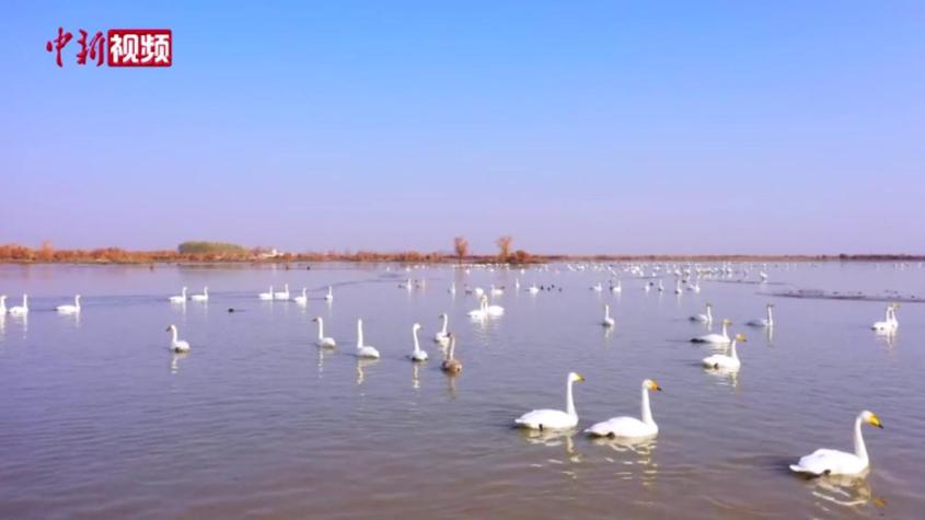新疆：持續改善自然生態環境 候鳥變“留鳥”