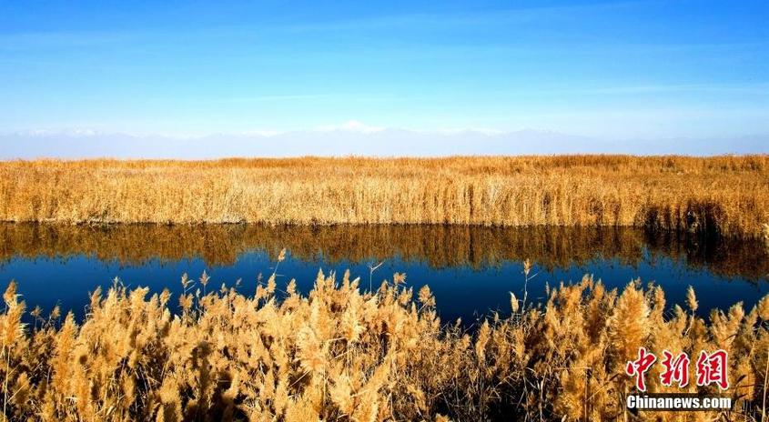 新疆：初冬濕地蘆葦蕩風景如畫