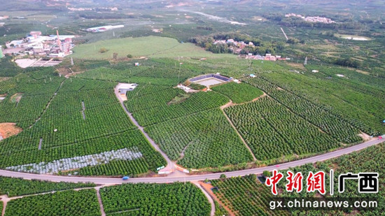 太平镇打造沃柑产业示范区 武鸣区宣传部供图