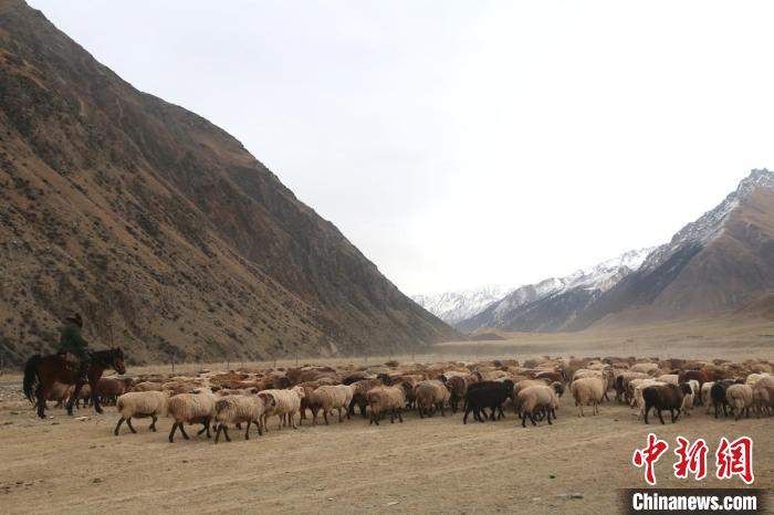 新疆高原牧民迎來一年冬季轉場