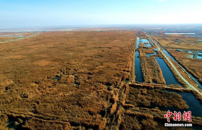 11月19日，位于新疆生产建设兵团第二师二十二团附近的一处湿地，成片的芦苇如同金色的地毯铺满大地，风景如画。（无人机照片） 中新社发 谢江林 摄