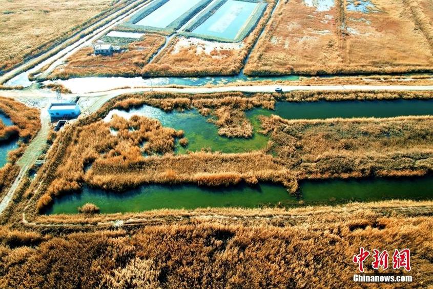 11月19日，位于新疆生产建设兵团第二师二十二团附近的一处湿地，成片的芦苇如同金色的地毯铺满大地，风景如画。（无人机照片） 中新社发 谢江林 摄