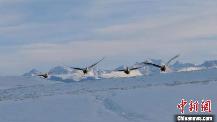 新疆昭蘇高原迎來今年首批越冬天鵝