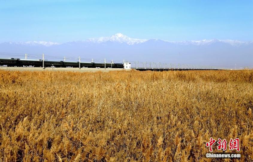 11月19日，位于新疆生产建设兵团第二师二十二团附近的一处湿地，成片的芦苇如同金色的地毯铺满大地，风景如画。 中新社发 谢江林 摄