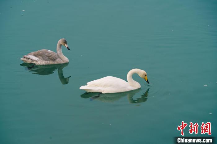 新疆博湖縣開都河畔的天鵝在水中覓食?！∶谞栐帷ひ撩簟z