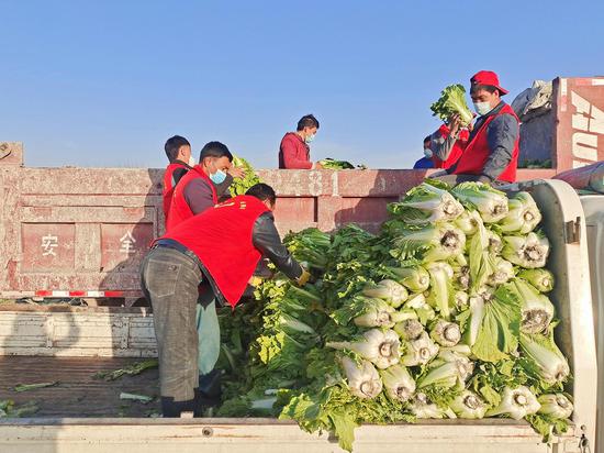 温宿县白菜丰收 志愿者助农抢收白菜 艾则孜·沙木沙克摄