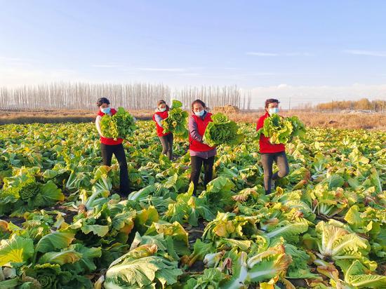 温宿县白菜丰收 志愿者助农抢收白菜 艾则孜·沙木沙克摄 