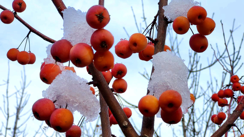 11月24日，在察布查尔锡伯自治县新城区人行路边，雪压满枝野果，让人醉。华岩明摄