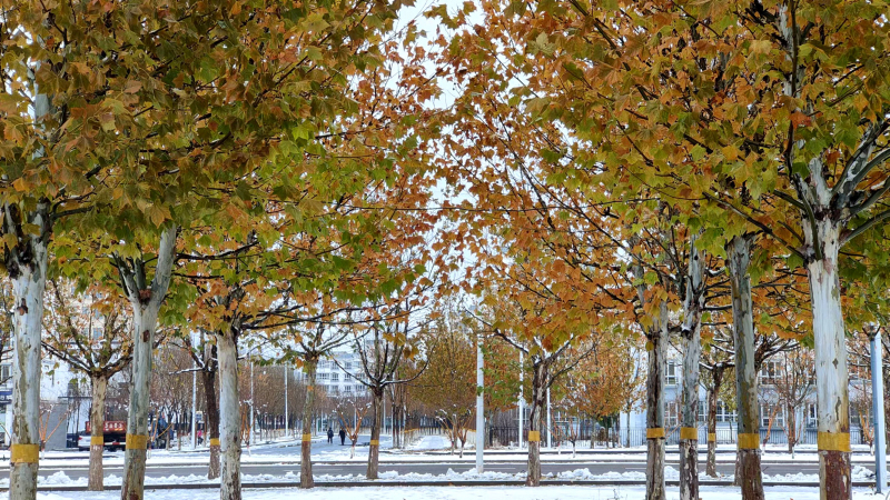 11月24日，察布查尔锡伯自治县新城区公园里，雪映枫叶别样美。华岩明摄