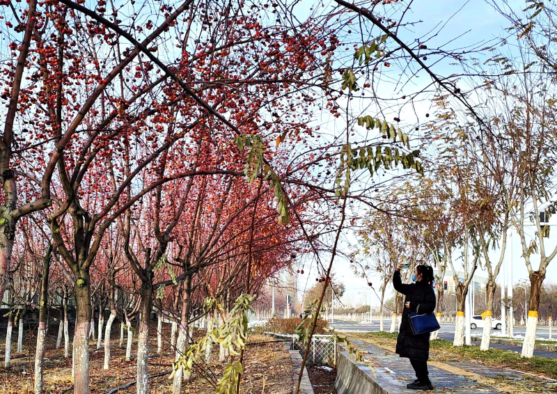 11月24日，居民在察布查尔锡伯自治县新城区道路旁拍照。华岩明摄