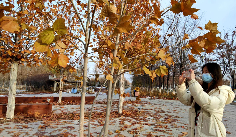11月24日，居民在察布查尔锡伯自治县新城区公园里拍照。华岩明摄