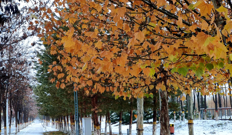 11月24日，在察布查尔锡伯自治县新城区公园里，白雪黄叶两重色。华岩明摄