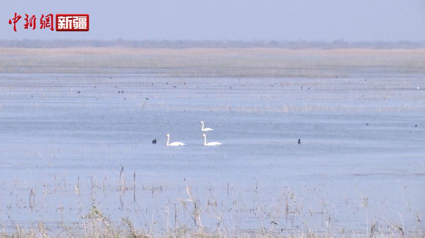 新疆巴楚县邦克尔国家湿地公园引万只鸟儿栖息