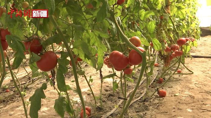 新疆兵團阿拉爾市大棚西紅柿迎豐收 職工增收有保障
