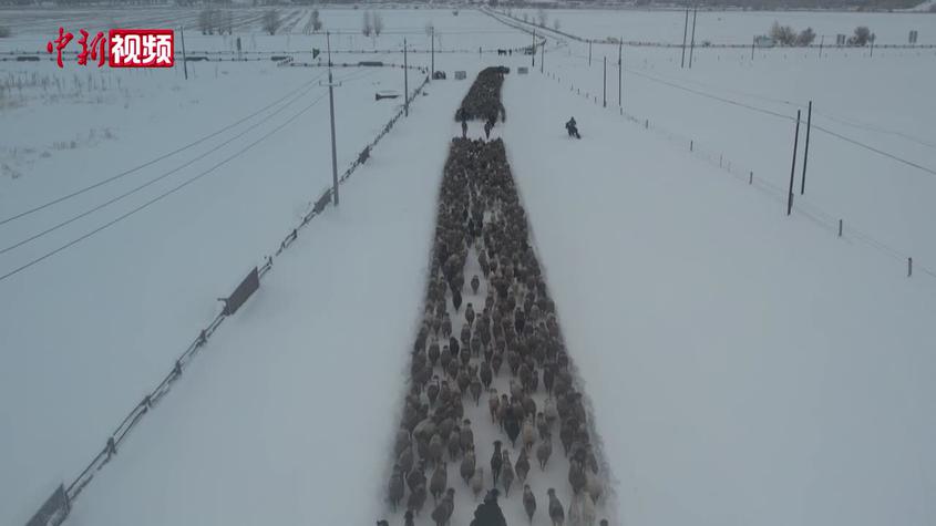 新疆青河縣：大型鏟車助力牧民和羊群順暢“回家”