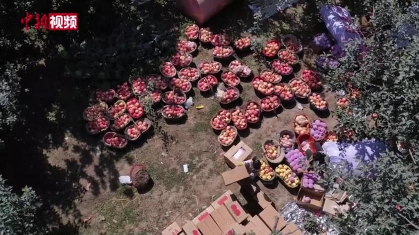 新疆阿克蘇3000余噸蘋果將出口泰國